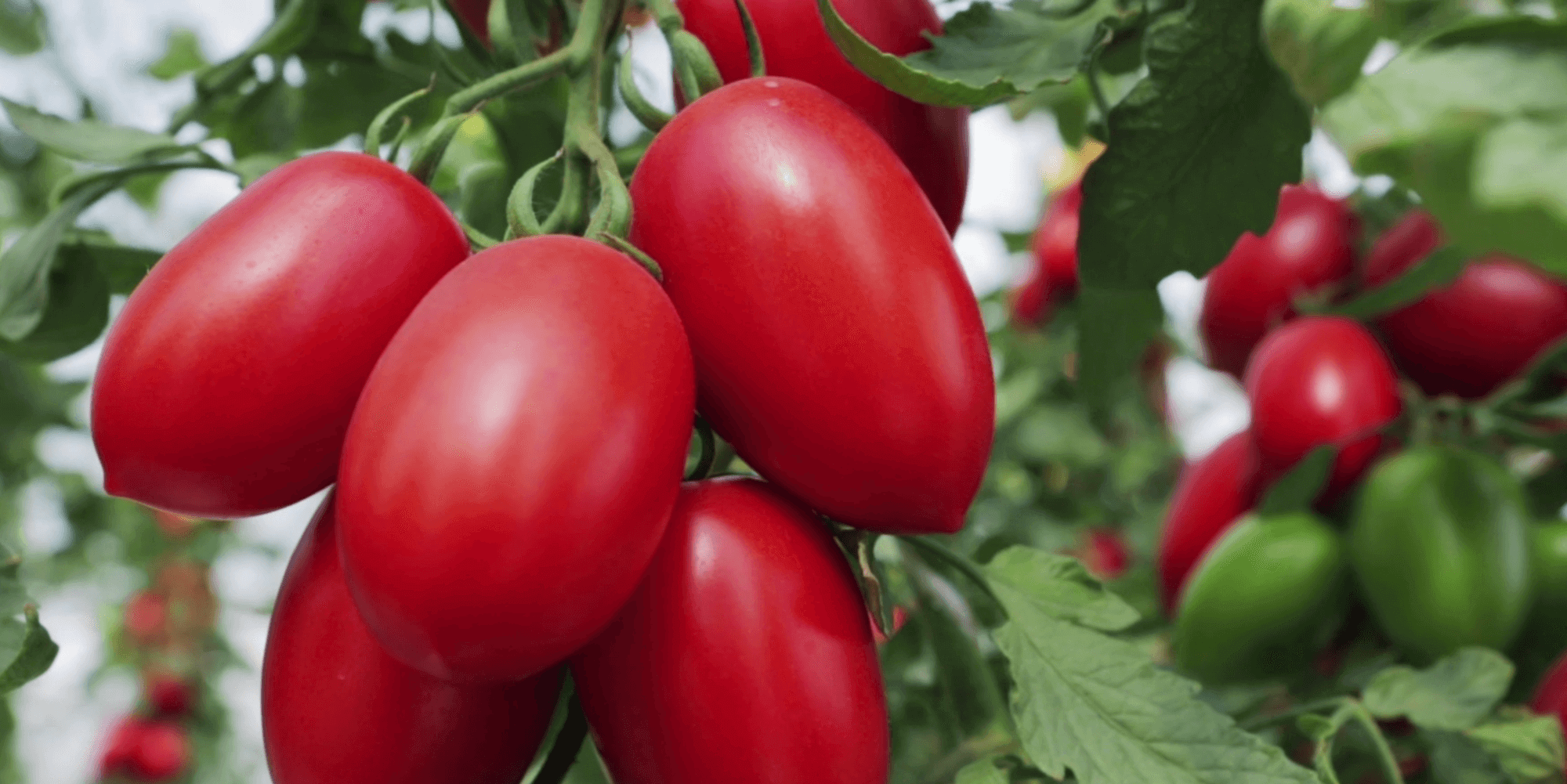 What do you know about the Elvea harvest? What do you know about the Elvea harvest?
