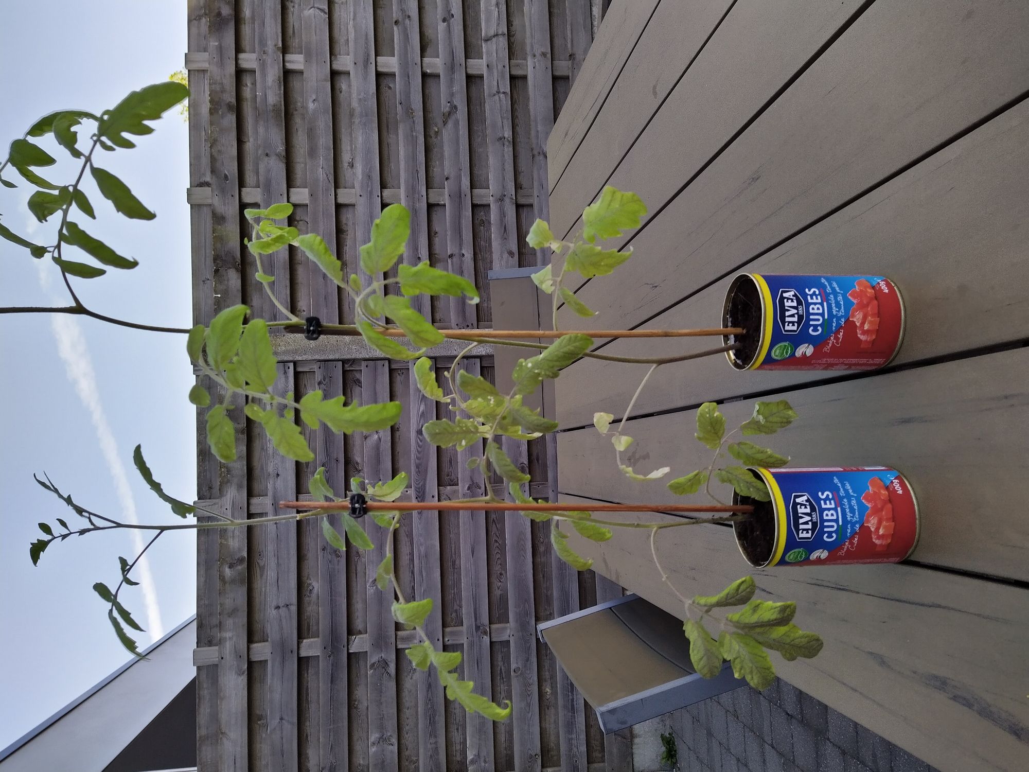 Tomaten-plant-potjes Tomaten-plant-potjes