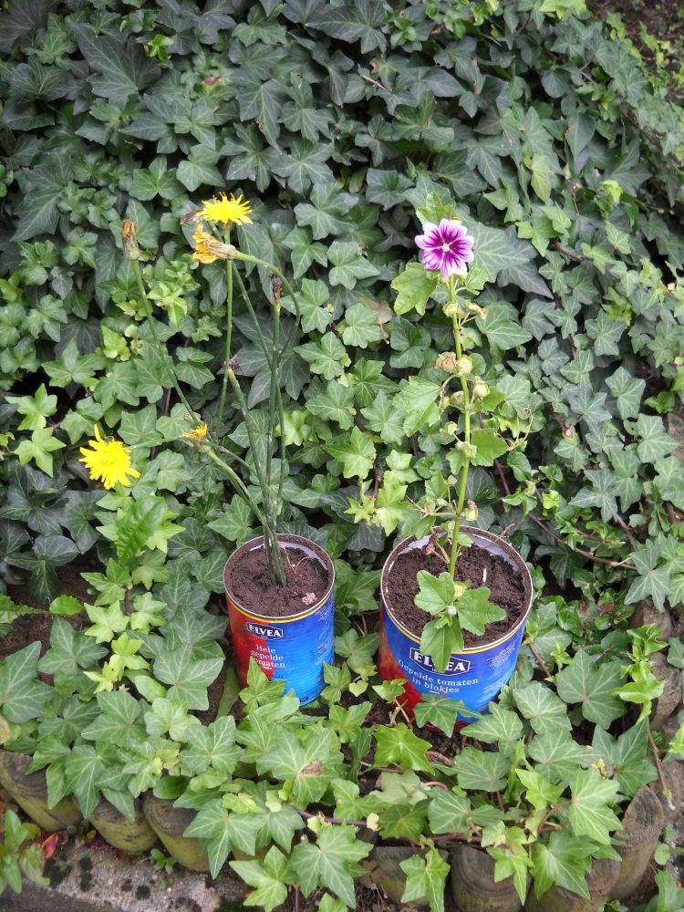 Small Elvea flower pots Small Elvea flower pots