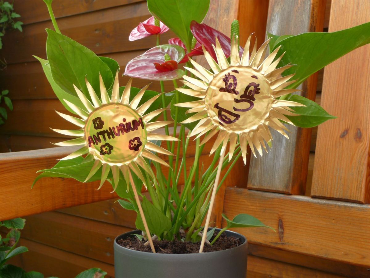 Small suns to identify plants Small suns to identify plants