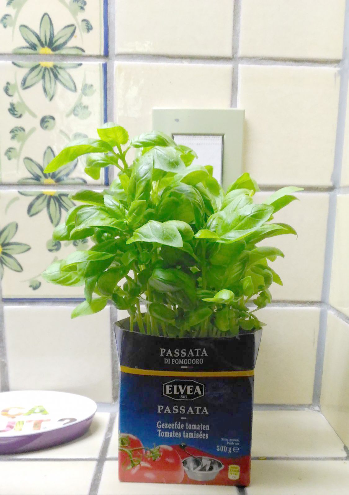 Le cache-pot idéal pour mon basilic