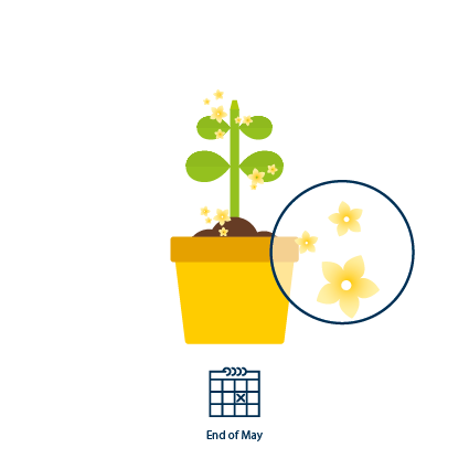 3 Yellow flowers appear on the plant at the end Of May. Fruiting begins 5 days later.
 