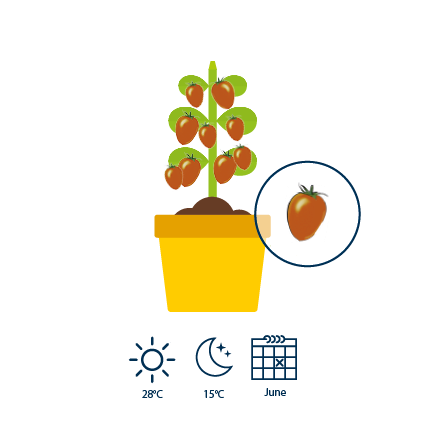 4 In June, the yellow flowers evolve and become green fruits, later turning reddish.