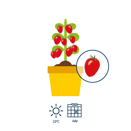 5 60 days after the appearance of the flowers, the tomatoes are ripe and red
 