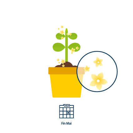 3 Des fleurs jaunes apparaissent sur la plante fin mai. La fructification commence 5 jours plus tard.
 
