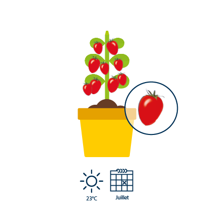 5 60 jours après l’apparition des fleurs, les tomates sont mûres et de couleur rouge
